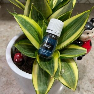 Young Living Cypress Essential Oil